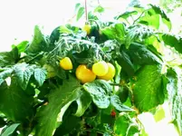 TT_Yellow_100810.webp