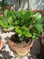 DSCF1090.webp