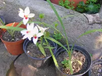 Diverses 010.webp