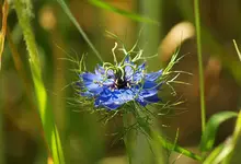 Nigella_damascena_(Janobi).webp