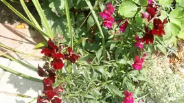 DSC03726.webp