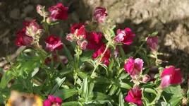 DSC03727.webp