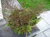 verwandlung2jpg.webp