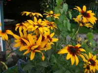 Blume 002.webp