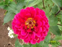 ALIM2424.webp