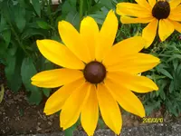 ALIM2417.webp