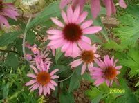 ALIM2414.webp