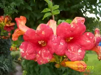 Campsis.webp