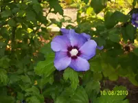 Hibiscus.webp