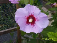 Hibiscus 1.webp