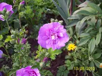 Hibiscus 3.webp