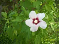 Hibiscus 4.webp