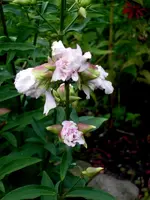 SDC12030.webp