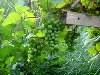 SDC12044.webp