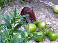 freche Maus2.webp