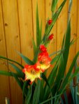 gladiole1.JPG