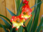 gladiole2.JPG