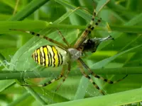 Spinne 1.webp