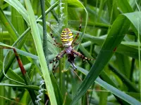 spinne 2.webp
