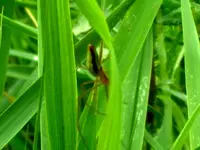 spinne 3.webp