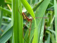 spinne 4.webp