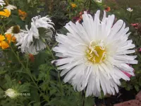 HPIM5238.webp