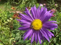 HPIM5235.webp