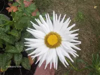 HPIM5237.webp