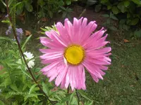 HPIM5234.webp