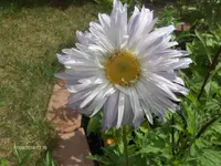 HPIM5236.webp