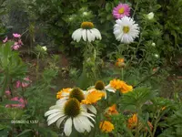 HPIM5223.webp