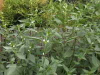 HPIM5226.webp