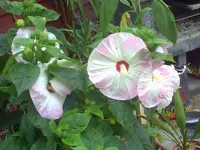 PICT0098.webp
