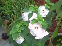 PICT0097.webp