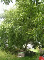 Diverses 009.webp