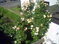 andreas 08 015.webp