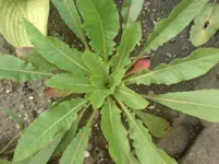 DSC00650.webp