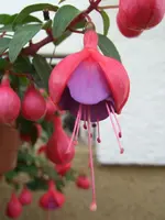 fuchsie.webp