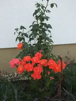 rose alexander.webp