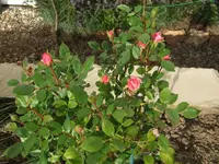 Rosenstamm Estrellita .webp