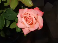 Kletterrose unbekannt.webp