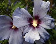 Hibiskus.webp