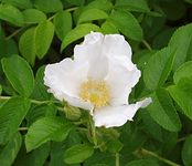 Kartoffelrose.webp