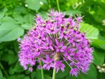 640_Riesenallium.jpg