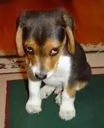 sorry.webp
