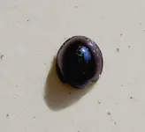 Maerz 2010 872.webp
