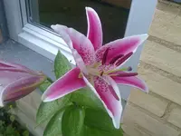 lilie11082010.webp