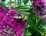 hummel_rote_sommerspiere2.webp