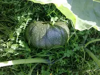 kuerbis100820101278.webp