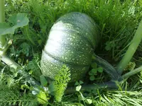 kuerbis100820101280.webp
